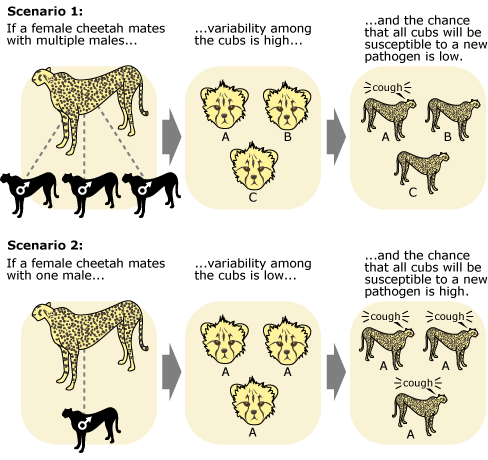 How Did The Elephant Change Through Natural Selection How Did The Elephant Change Through Natural Selection