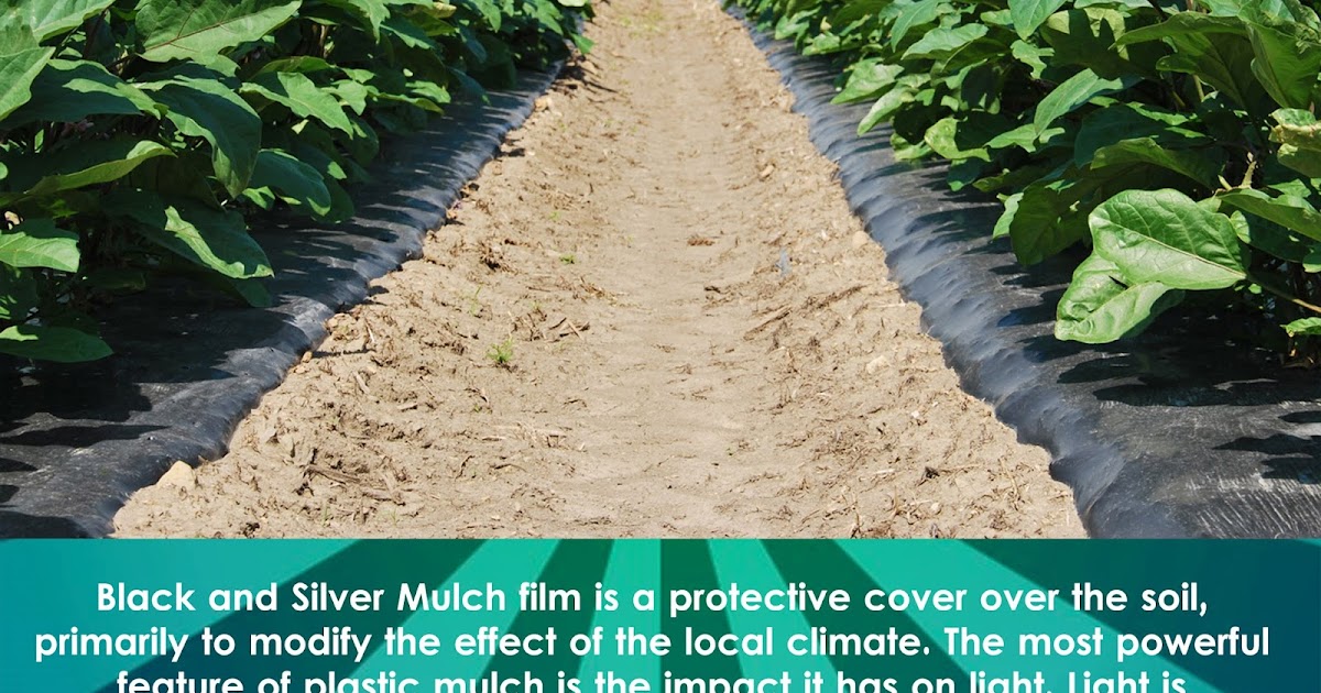 MulchIndia Black Plastic Mulch Mulch India