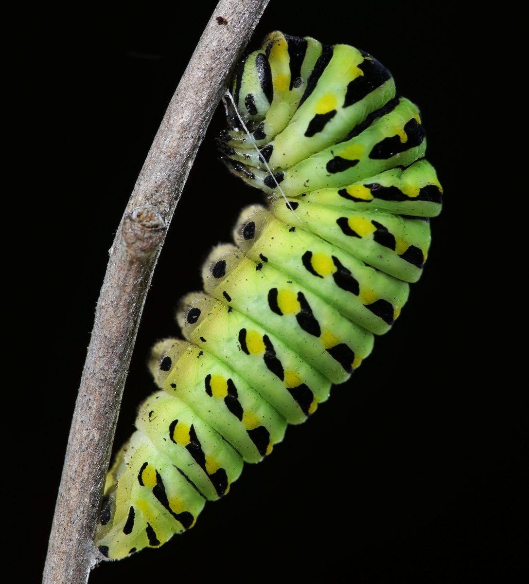 All of Nature Black Swallowtail Butterfly Larvae on Dill