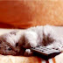 The IPKat's top IP posts for 2011: Countdown, Part I