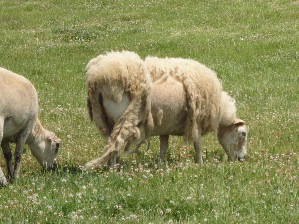 Ewe Chicks and a Llama Changes in the Flock