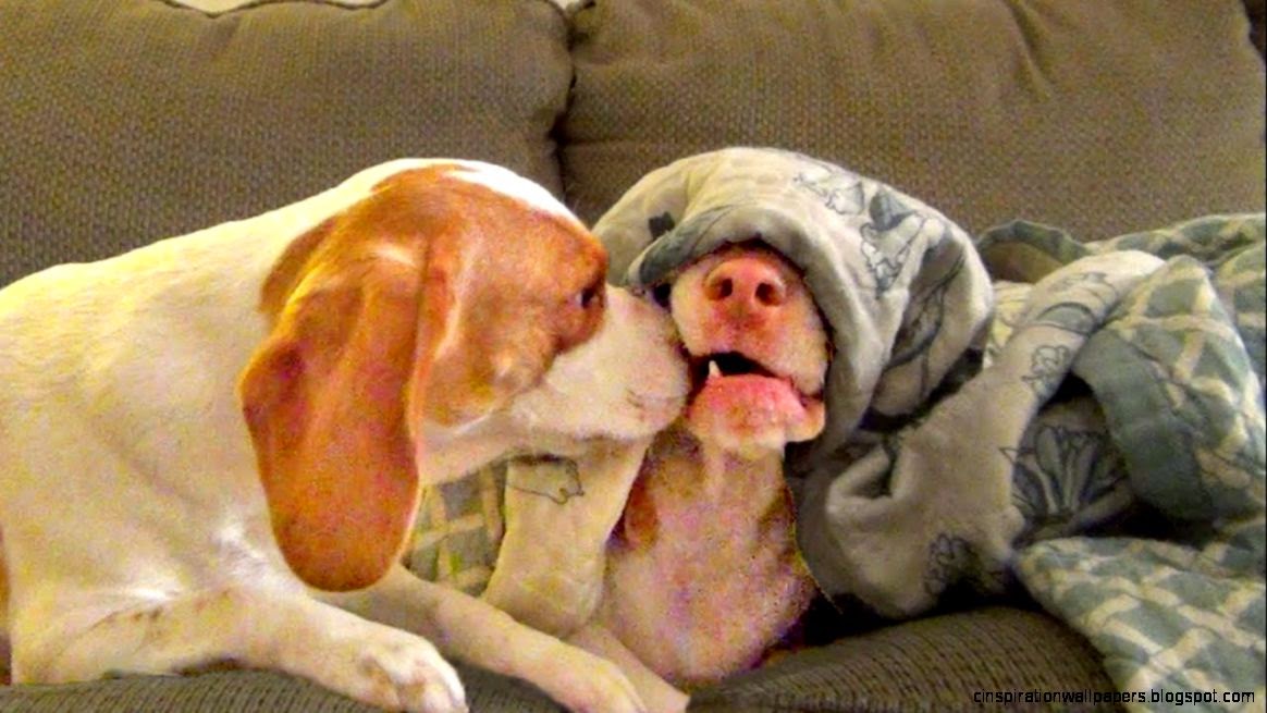 Skullduggery Saturday Puppy Wakes Grumpy Dog with Kisses   YouTube