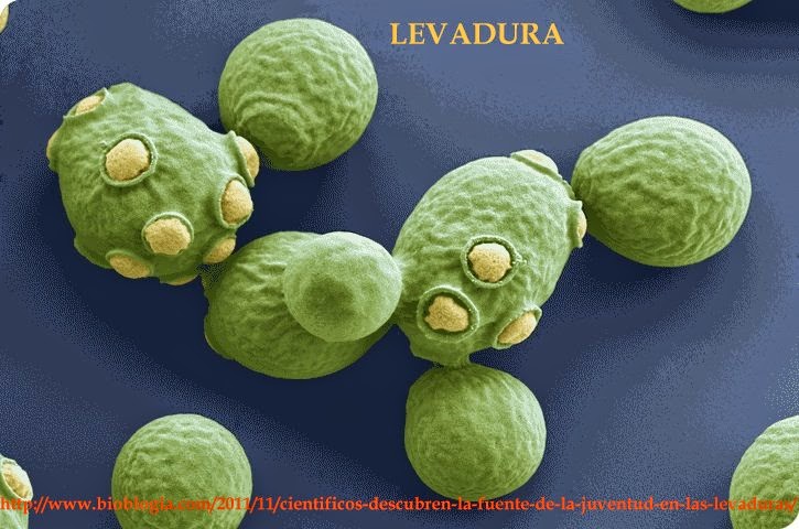 levadura y hongo