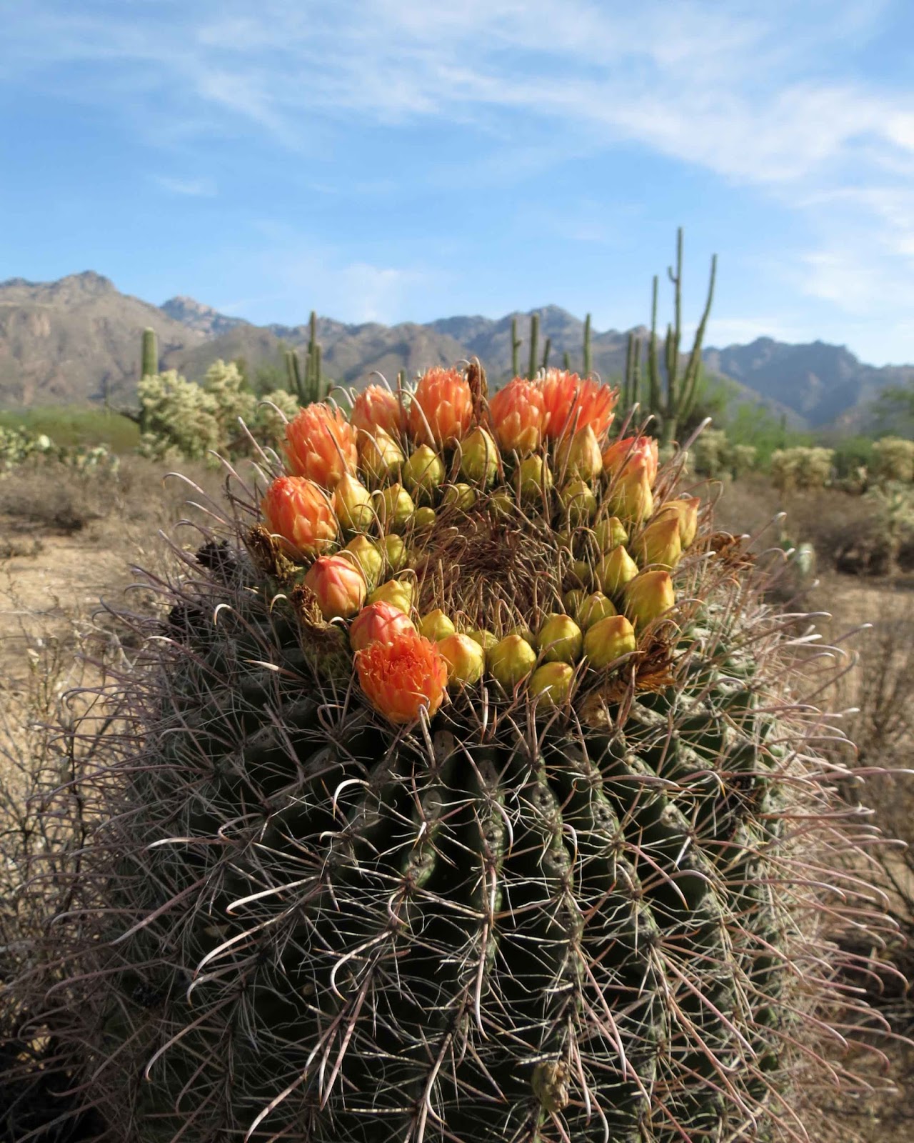 Desert Colors Blooms, Bees, Butterflies