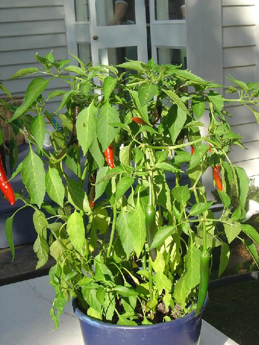 Greenwood Growers 3.5" Super Chili Peppers