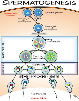 Proses spermatogenesis