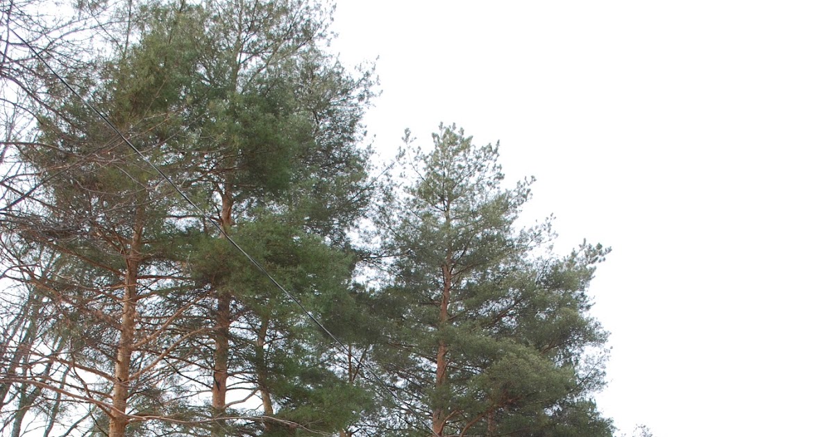 Le quartier qui plantait des arbres / Planting the Future Pins
