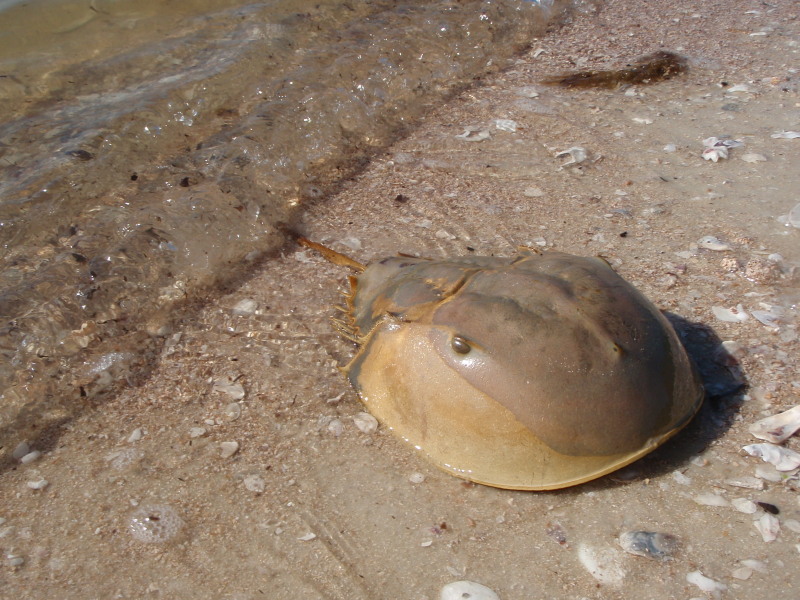 Horseshoe Crab The Life of Animals