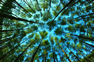 Pentingnya Pohon bagi Kehidupan Kita, Manusia dan Makhluk Hidup Lainnya