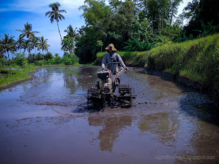 A Young Farmer Plowing The Field By Walking And Steering A Hand Held Tractor At The Village