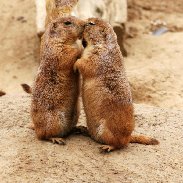 Extremely Cute Valentines Day Animals Funny And Cute Animals extremely-cute-valentines-day-animals-funny-and-cute-animals