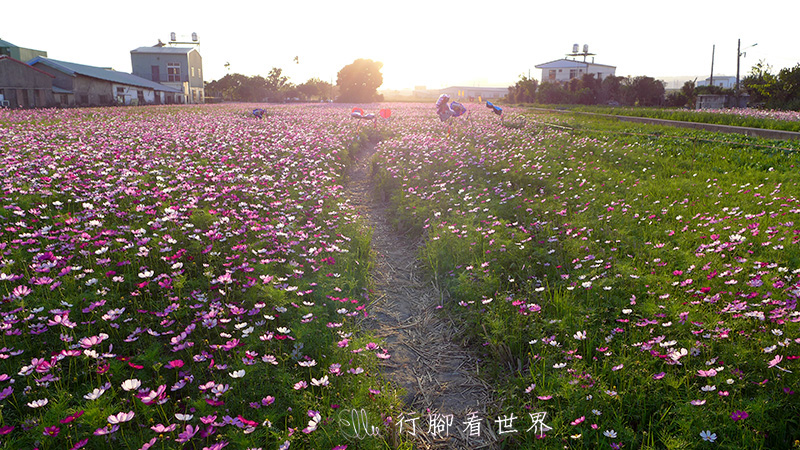 【遊。台中西屯】西屯 廣福花海～～市區近郊賞花秘境
