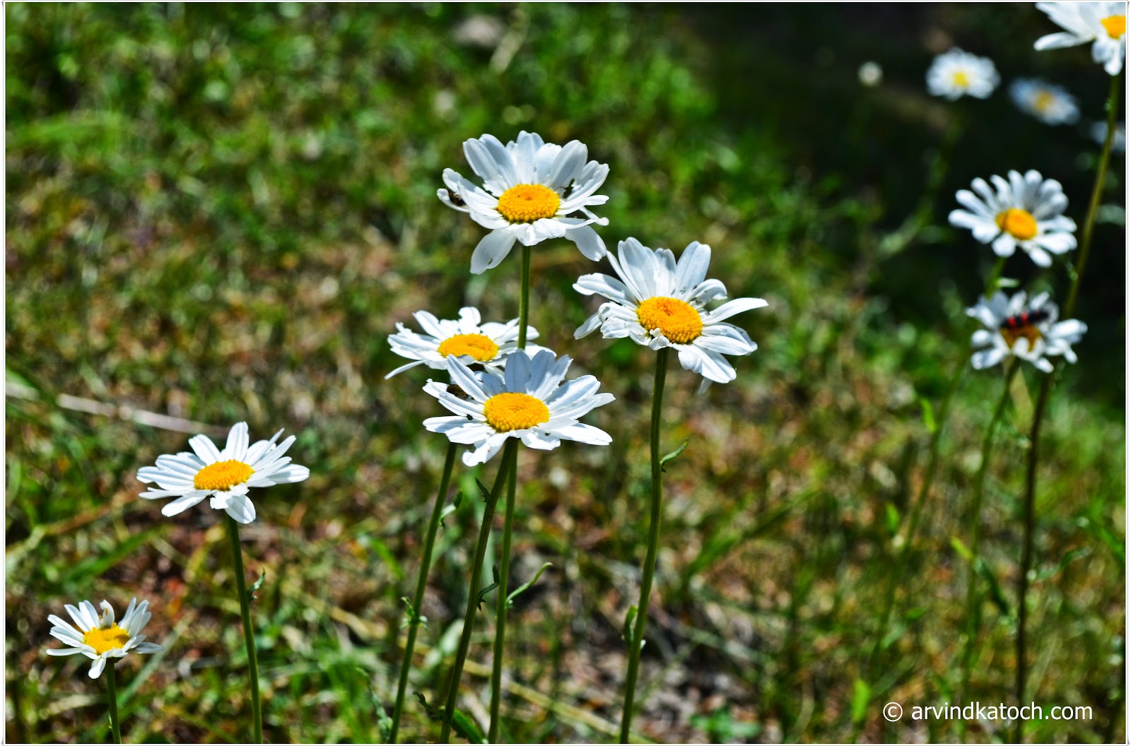 beautiful, white flower, yellow center, daldousie flower