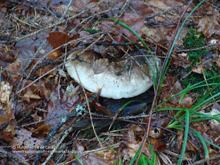 Russula adusta DSC146767