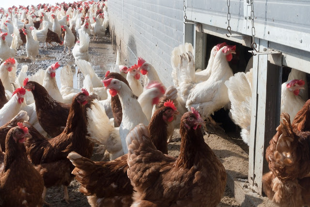 poultry farming Poultry farming is a very high investment farming activity , but the returns are very promisinghere i would like to cite an example supporting this ::vibhi poultry farm is layer poultry farm owned and managed by three siblings mrgirish jadhav, ms geetanjali jadhav and mrs sonali bhandare. poultry farming Poultry farming is a very high investment farming activity , but the returns are very promisinghere i would like to cite an example supporting this ::vibhi poultry farm is layer poultry farm owned and managed by three siblings mrgirish jadhav, ms geetanjali jadhav and mrs sonali bhandare.