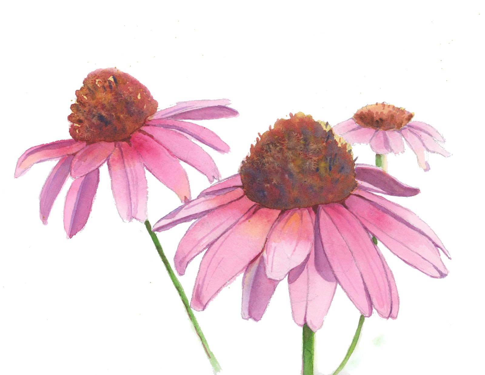 Kathy Jurek Watercolor Coneflowers