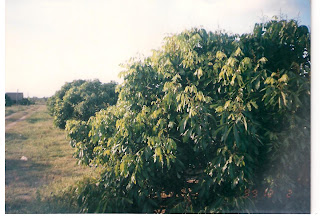 longan planting method