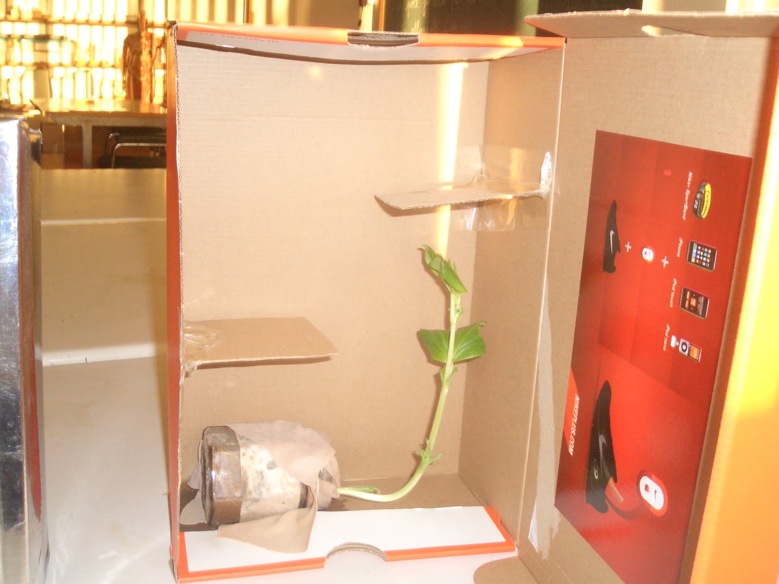 SCIENCE FOR CURIOUS STUDENTS: Shoe box maze Experiment!