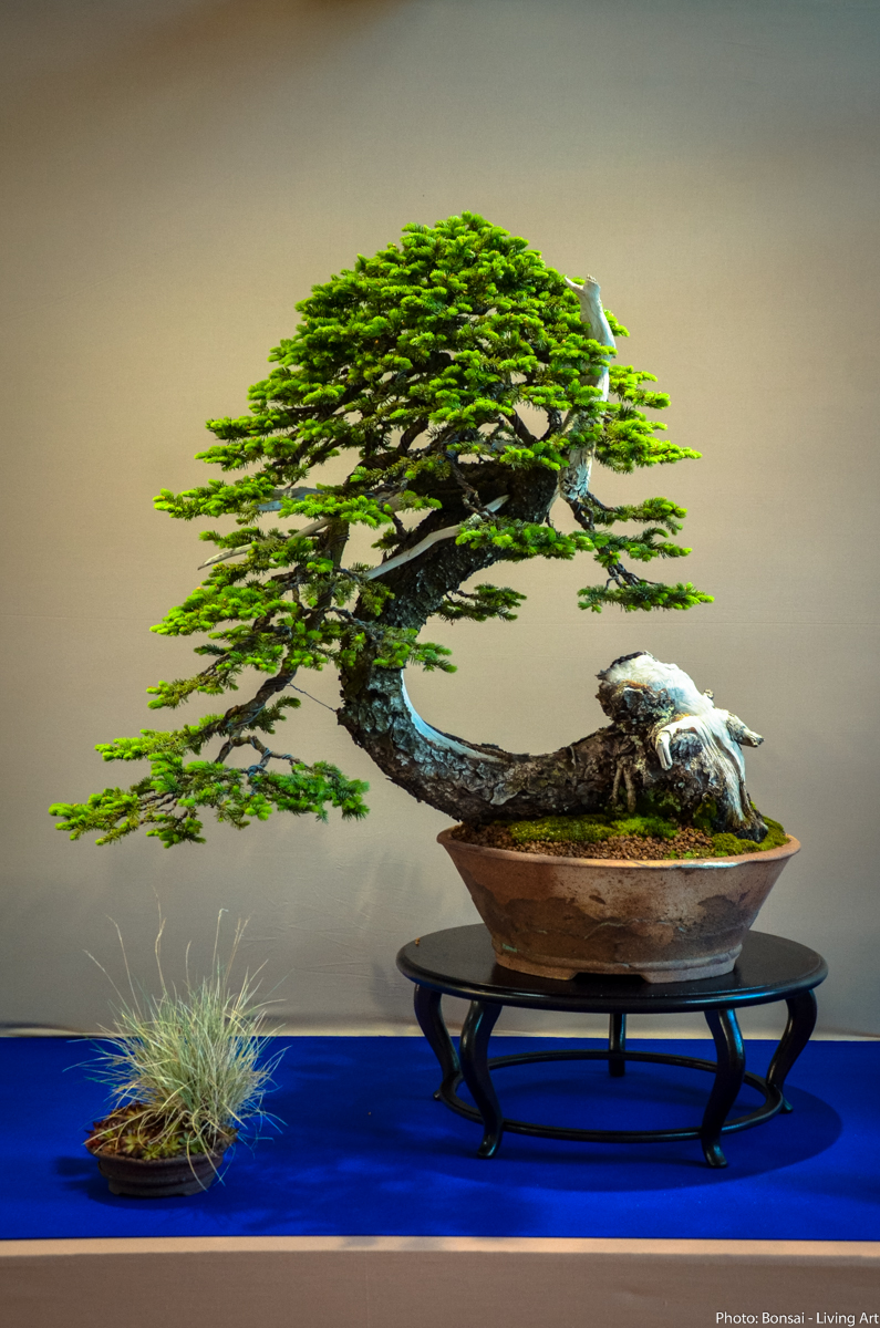 Bonsai Living Art
