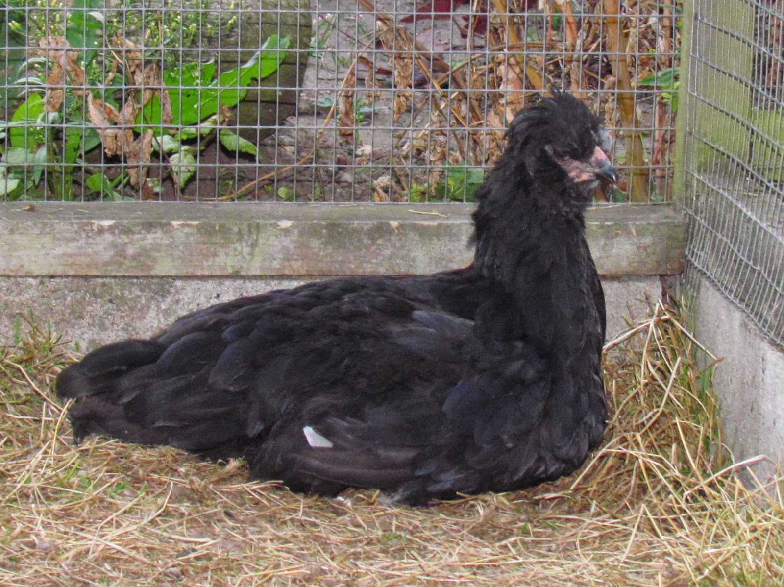 Hobbydyrenes blog Mine høns