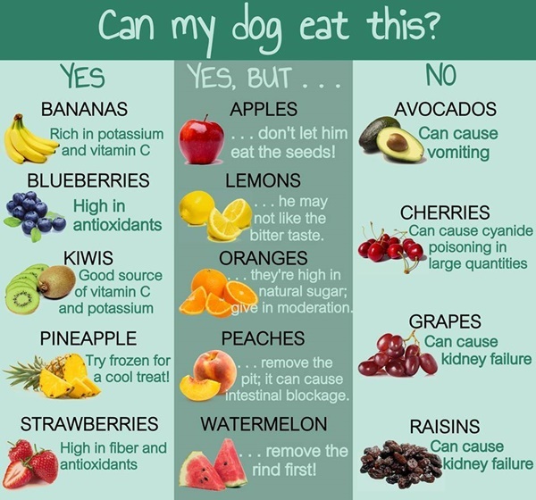 Fruits Your Dog Can Eat