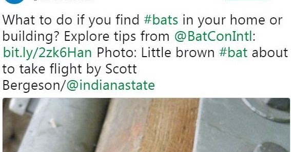 Info on Bats | What to do if you find Bats in your home or building