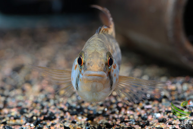 Apistogramma sp. manacacias (A. cf. hoignei)