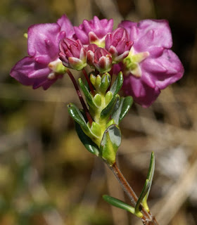 Kalmia à feuilles d'andromède - Kalmia polifolia Kalmia à feuilles d'andromède - Kalmia polifolia