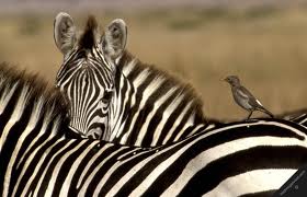 5 Contoh Simbiosis Mutualisme