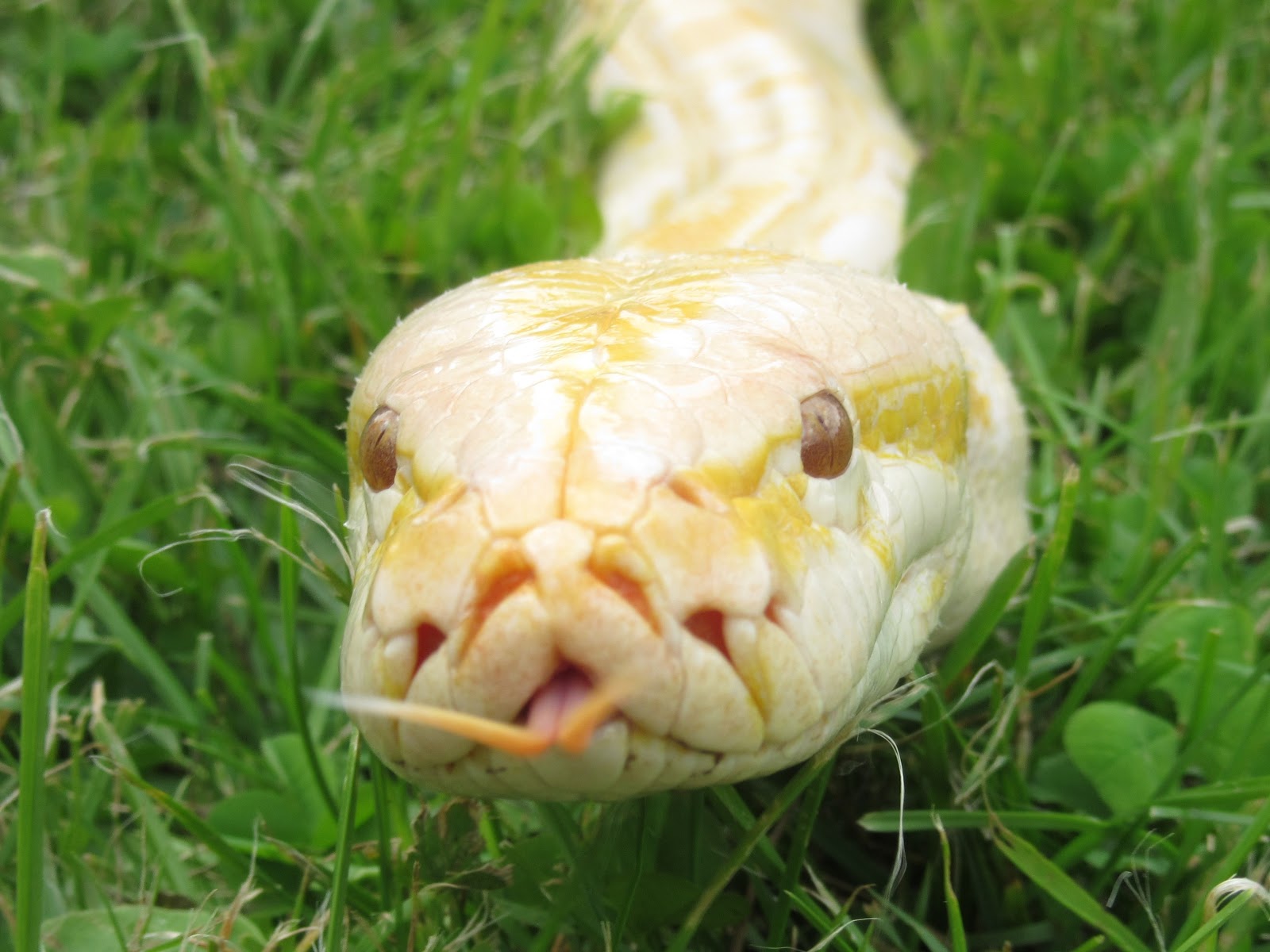 Girl and snakes