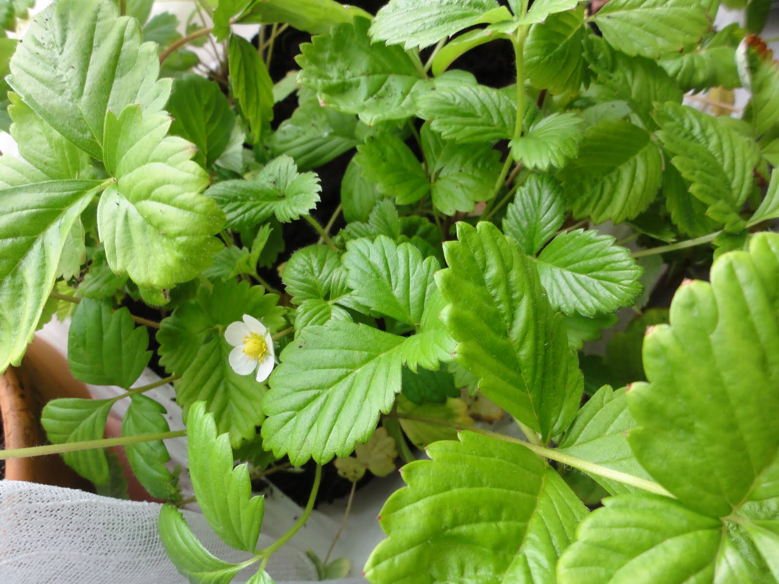 Artxy Growing Strawberries In Singapore