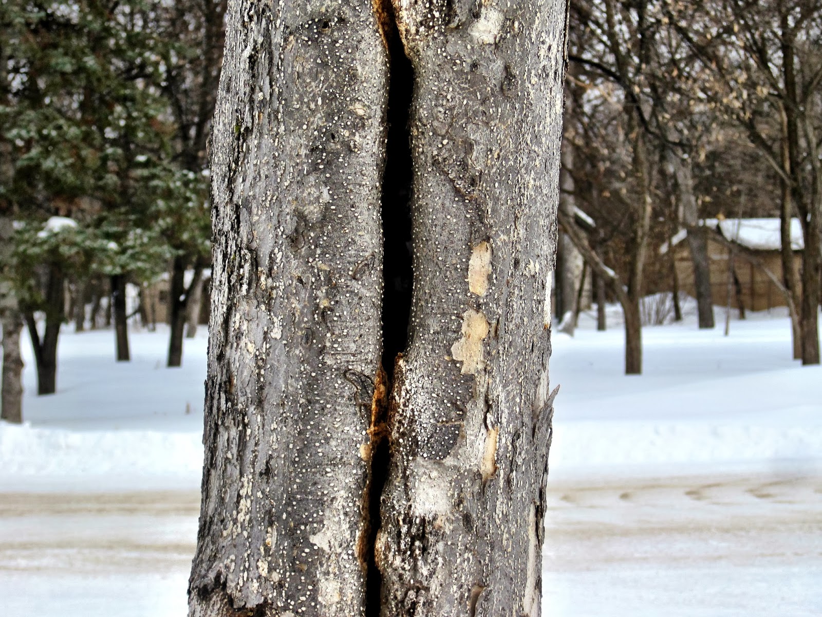 Tree Care Canada Frost Cracks and Sun Scald