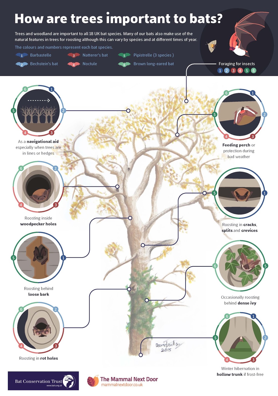 Bitacora Naturae HOW ARE TREES IMPORTANT TO BATS?