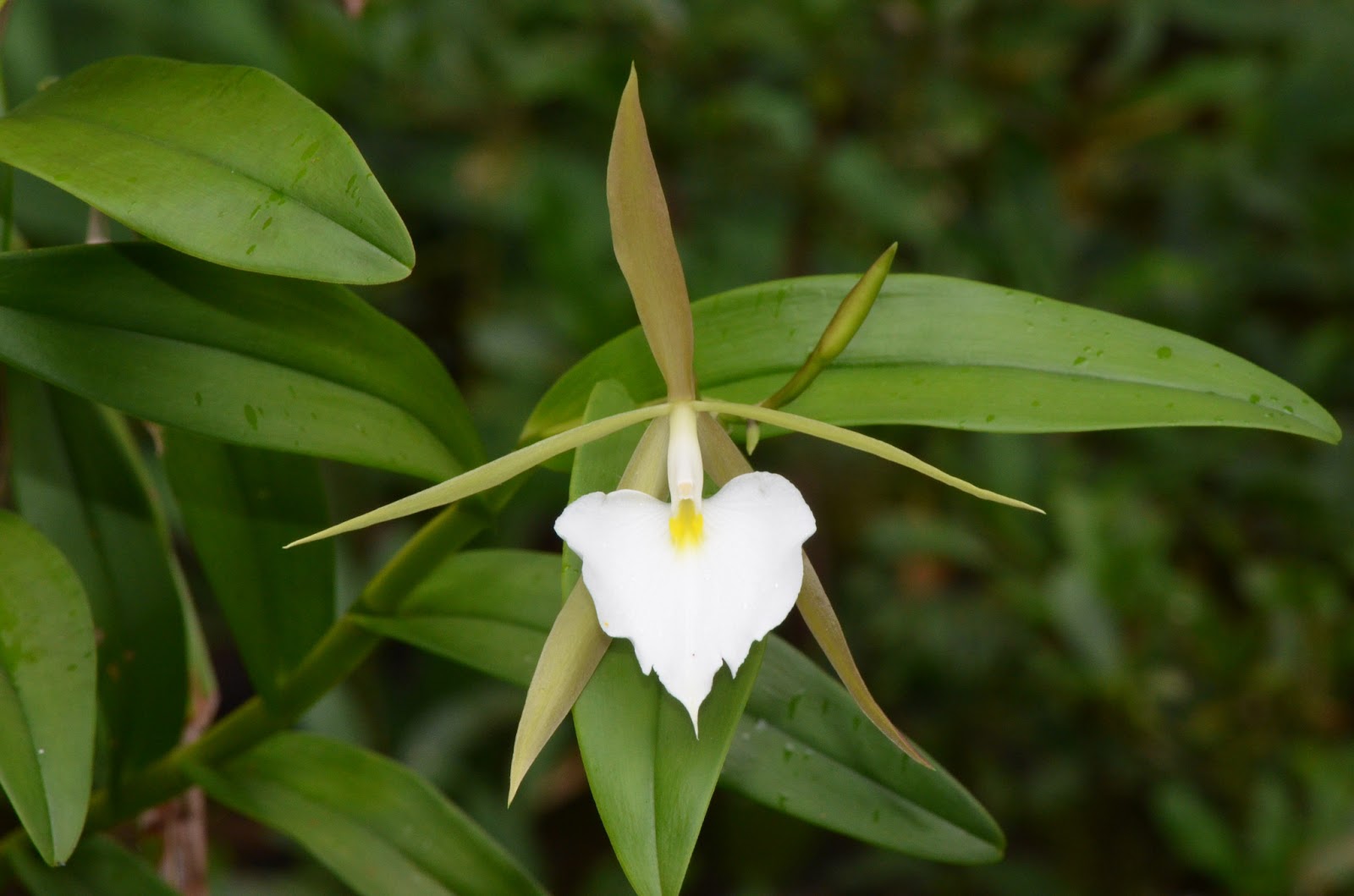 Sightings of a world traveler Orchids of Costa Rica (Winter 2012)