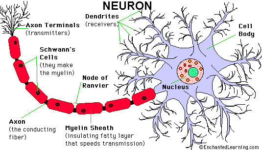Types of cells in the brain Human Body Glial