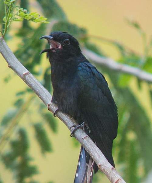 Birds of India - Photo of Square-tailed drongo-cuckoo - Surniculus lugubris