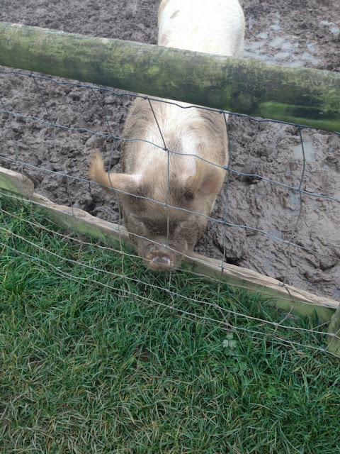a pig by a fence in mud