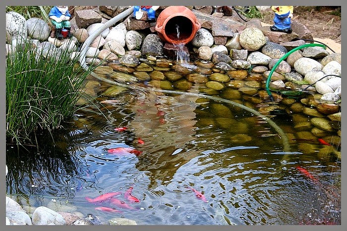 bassin poisson nettoyage