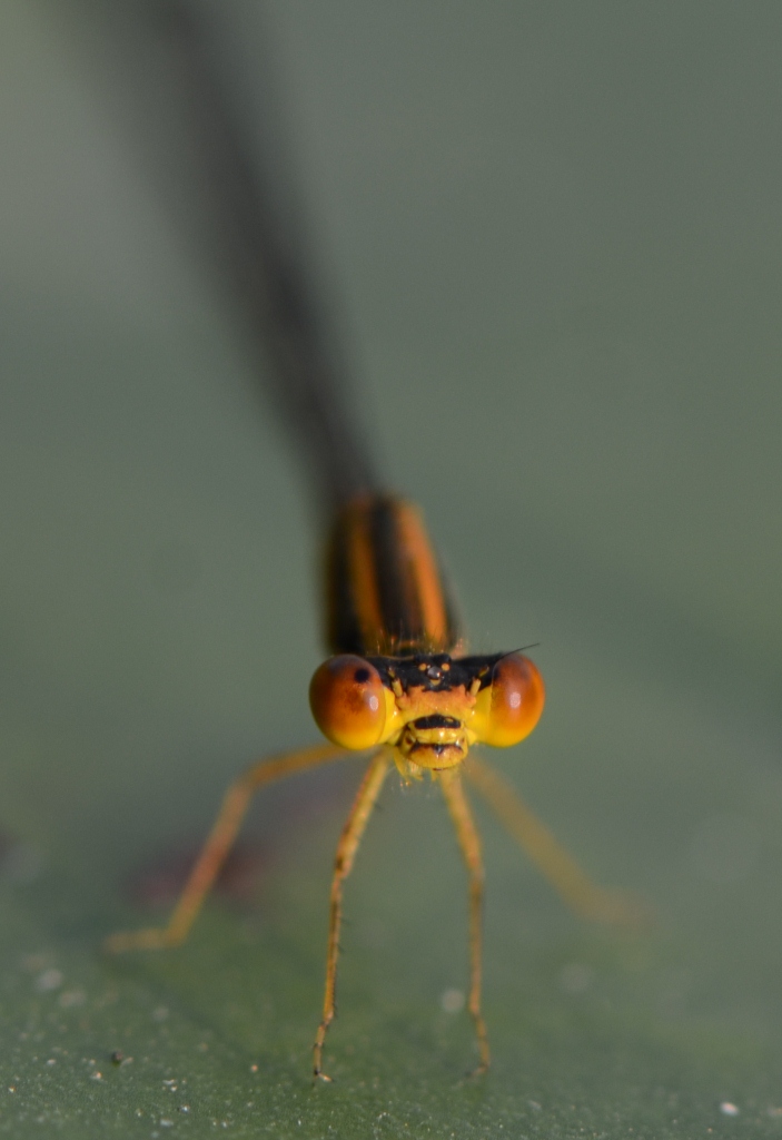Ohio Birds and Biodiversity Orange Bluet, with water mites