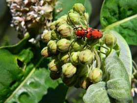 Red milkweed beetle Tetraopes tetrophthalmus by garden muses-not another Toronto gardening blog