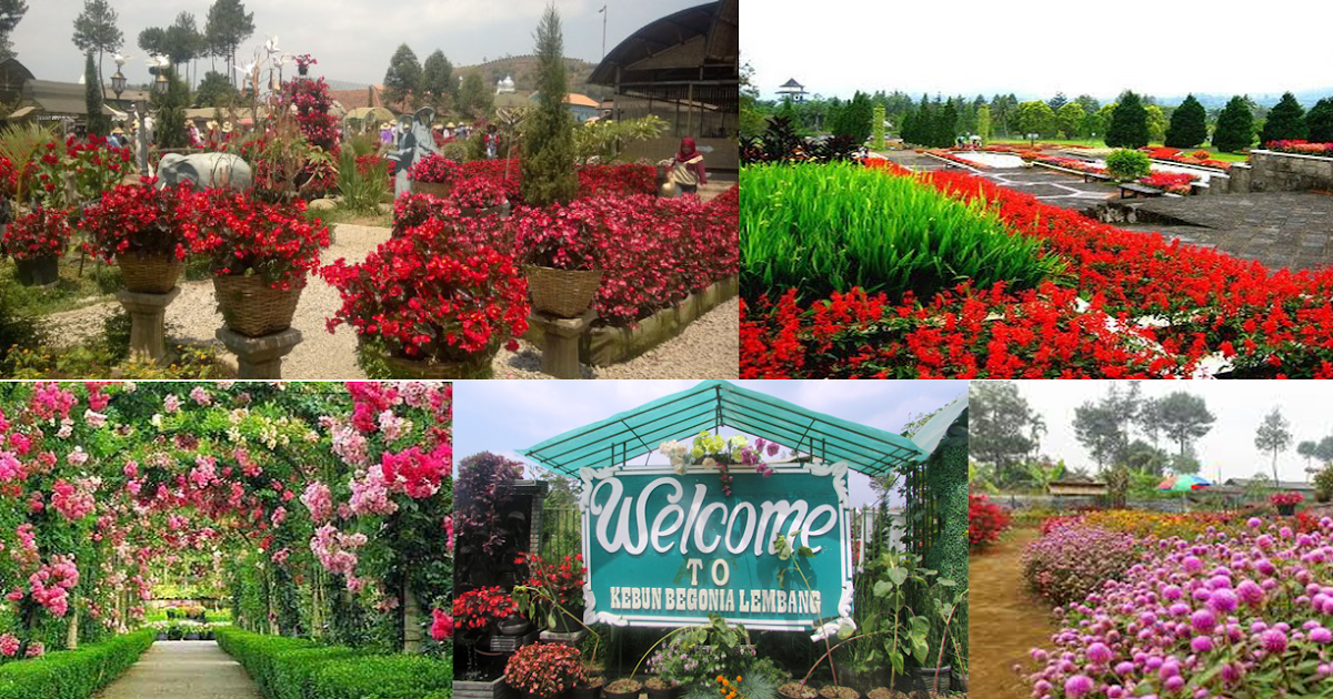 Wisata Tanaman Hias di Taman Bunga  Begonia  Lembang Bandung 