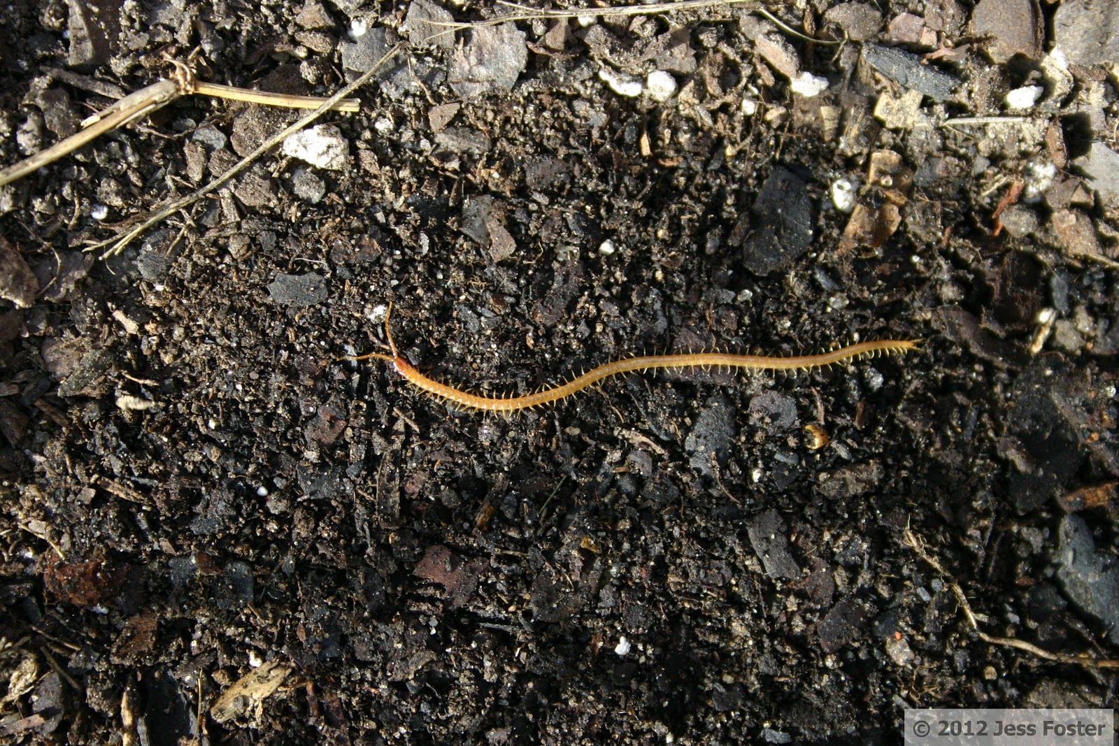 Sluggin' Along: Soil Centipede