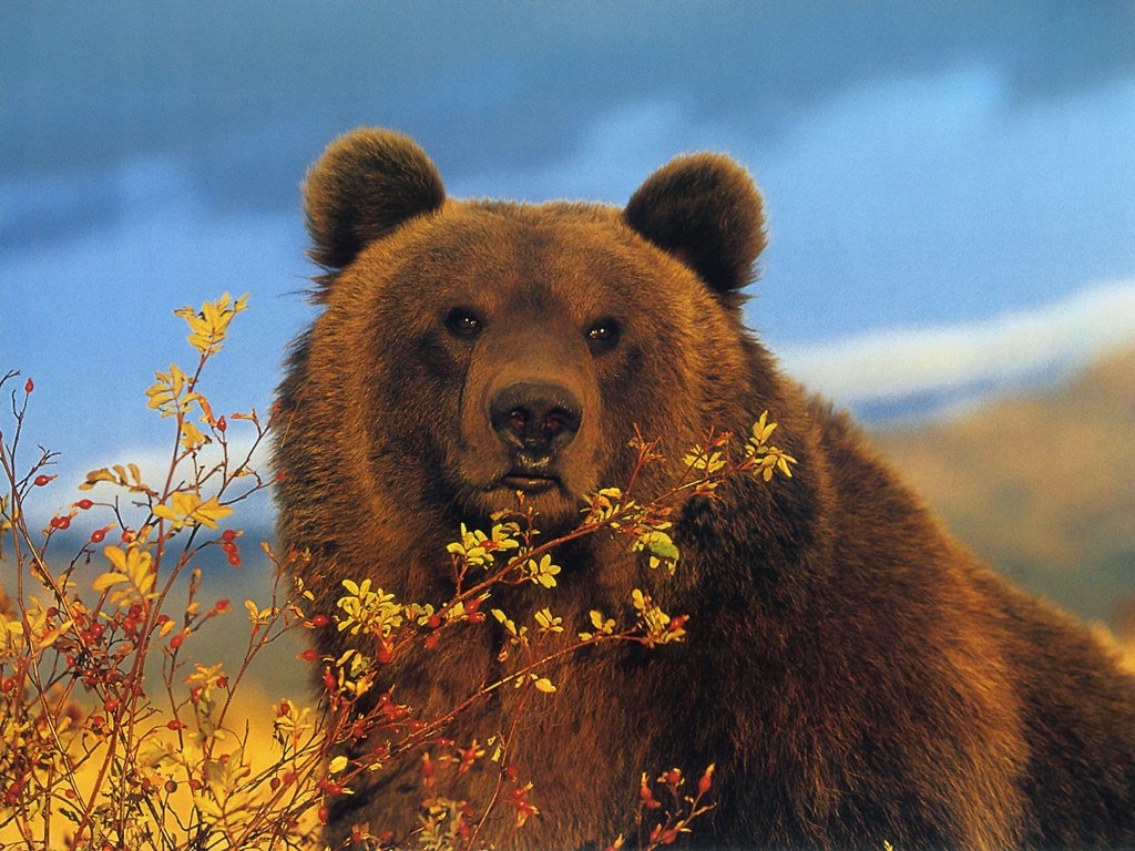 IMÁGENES Y FOTOS DE ANIMALES: Oso pardo