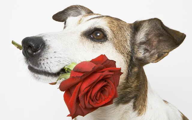 Hond met een rode roos in zijn bek
