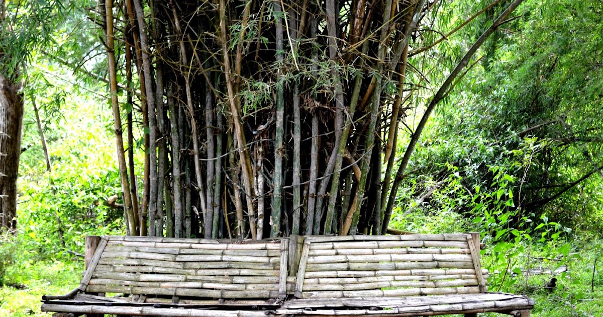 A Misty Evening In Coorg