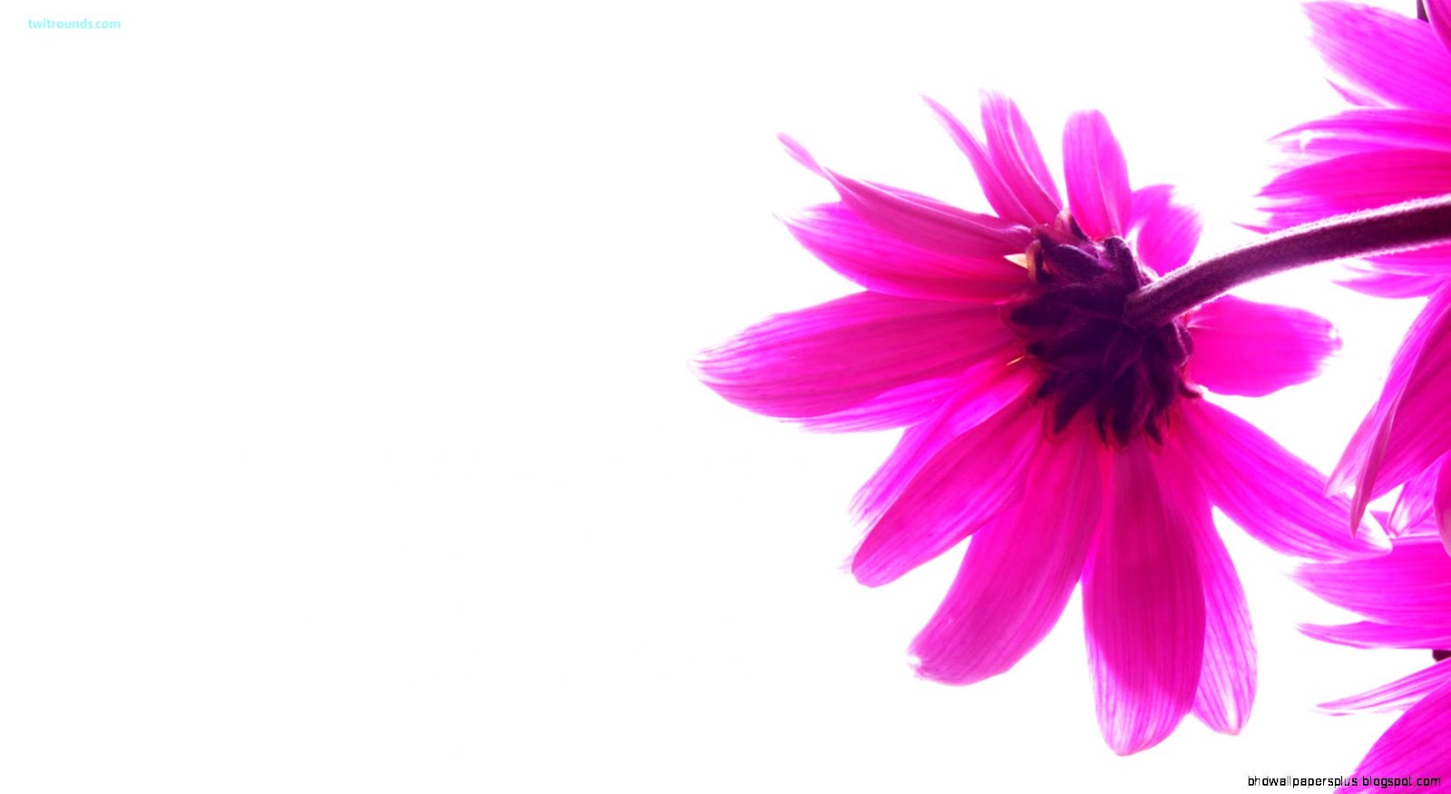 Beautiful Girly Desktop Wallpaper