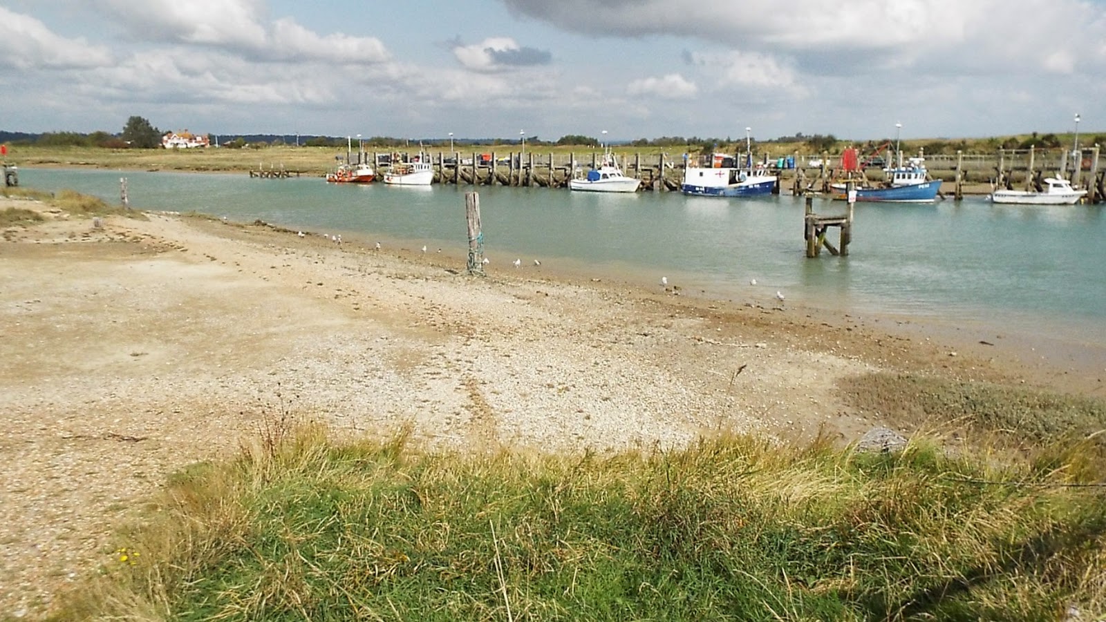 A Bulldog In Brighton Rye Harbour Village and Nature Reserve