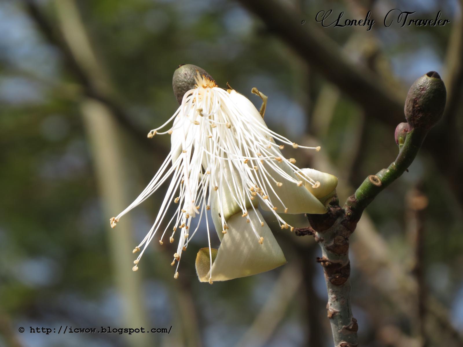 Shaving brush tree Pseudobombax ellipticum
