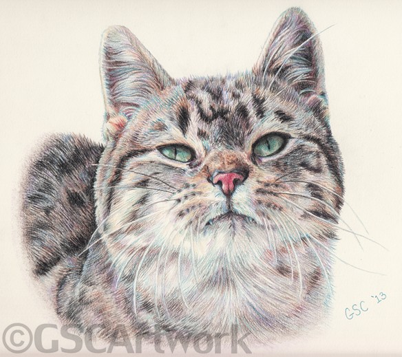 ollie tabby cat kitten kitty animal pet portrait colored pencil drawing art