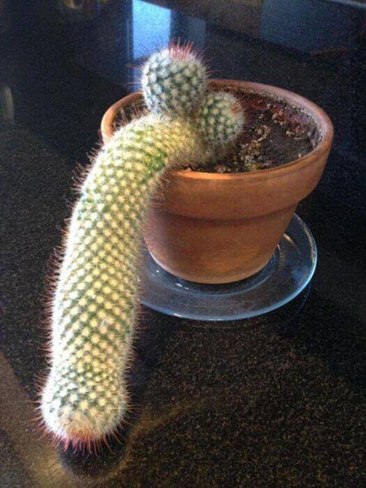 You Will Need To Look At These 15 Confusing Pictures Twice - The Fact That It's A Cactus Worsened It.